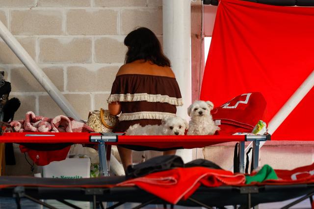 An evacuated resident shares a cot with her two dogs during a huge wildfire  that has devastated 29,000 hectares in the Guadalajar province, at a sportshall in Humanes, north of Madrid on July 21, 2026. (Photo by Pierre-Philippe MARCOU / AFP)