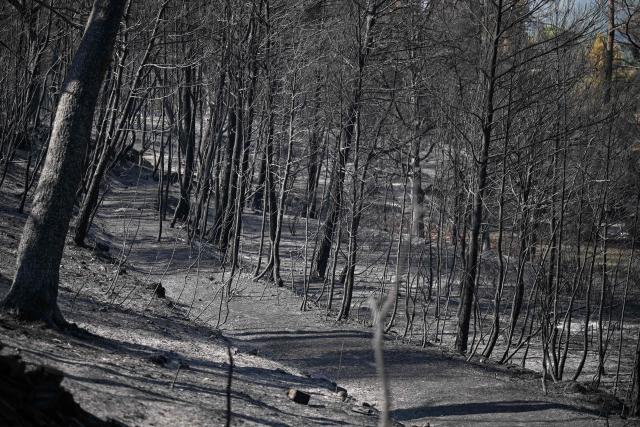 This photograph shows a view of a burnt area as a wildfire flares up again in Ponteves, southeastern France on July 22, 2026. Firefighters have managed to contain the fierce blaze that swept through 2,550 hectares in the Var in less than a day, forcing the evacuation of around 500 people, and which on July 22, 2026 is still burning across a vast mountainside. (Photo by Frederic Dides / AFP)