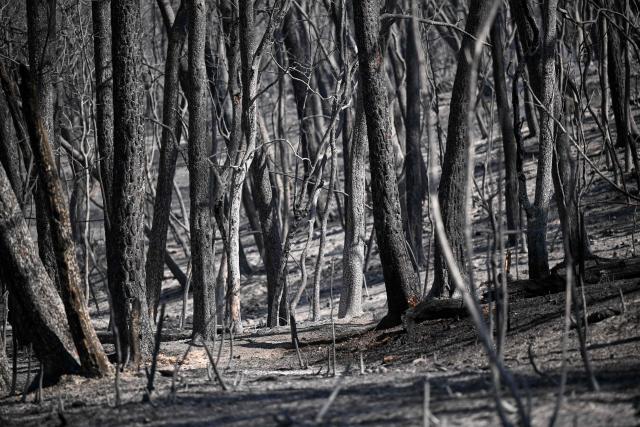 This photograph shows a view of a burnt area as a wildfire flares up again in Ponteves, southeastern France on July 22, 2026. Firefighters have managed to contain the fierce blaze that swept through 2,550 hectares in the Var in less than a day, forcing the evacuation of around 500 people, and which on July 22, 2026 is still burning across a vast mountainside. (Photo by Frederic Dides / AFP)