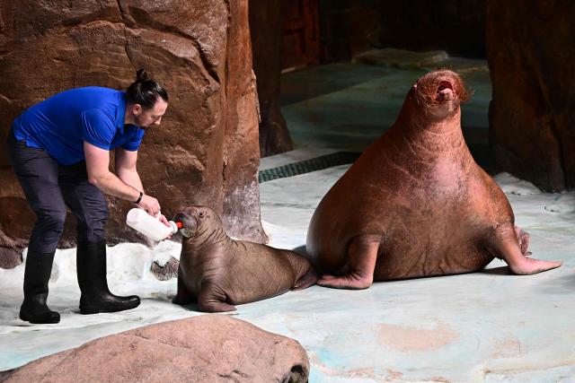 A keeper feeds Kaya, a two-month-old walrus calf, beside its mother Smooshi at the SeaWorld marine life theme park on Yas Island in Abu Dhabi on July 23, 2026. (Photo by Giuseppe CACACE / AFP)