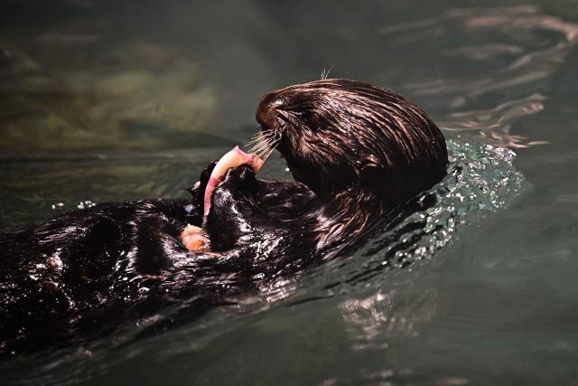 A photograph shows a sea otter at the SeaWorld marine life theme park on Yas Island in Abu Dhabi on July 23, 2026. (Photo by Giuseppe CACACE / AFP)