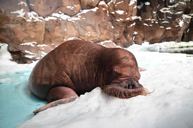 A walrus named Smooshi lies in its enclosure at the SeaWorld marine life theme park on Yas Island in Abu Dhabi on July 23, 2026. (Photo by Giuseppe CACACE / AFP)