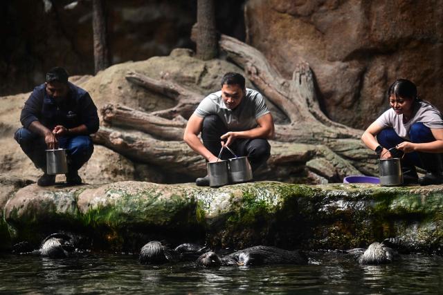 Keepers feed sea otters at the SeaWorld marine life theme park on Yas Island in Abu Dhabi on July 23, 2026. (Photo by Giuseppe CACACE / AFP)