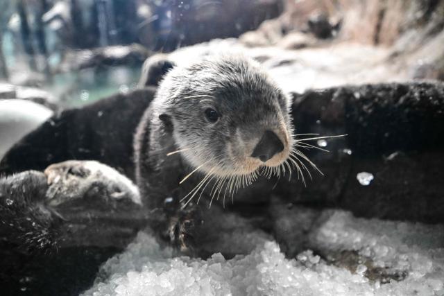A photograph shows a sea otter at the SeaWorld marine life theme park on Yas Island in Abu Dhabi on July 23, 2026. (Photo by Giuseppe CACACE / AFP)