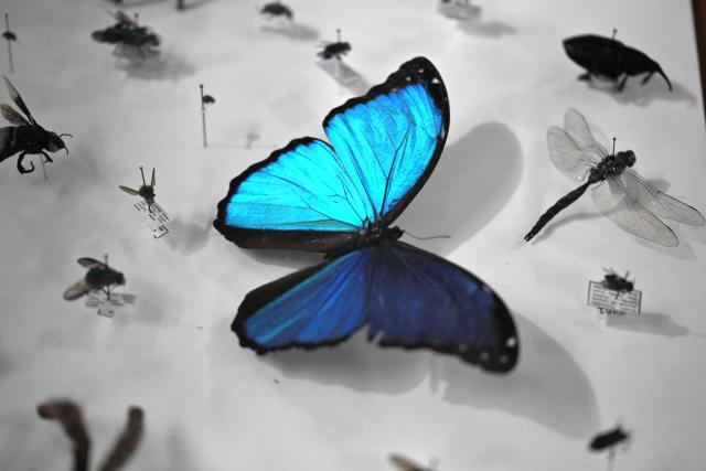 A pinned blue morpho butterfly (Morpho menelaus) specimen is displayed among preserved insects from the private Mashi-Tayra reserve during the presentation of a scientific research project at the National Institute of Biodiversity (INABIO) facilities in Quito on July 23, 2026. Scientists in Ecuador announced on July 23 that they had genetically identified 8,000 new species of insects in a protected forest in the Ecuadorian Andean Chocó, which has been designated a World Biosphere Reserve. (Photo by Rodrigo BUENDIA / AFP)