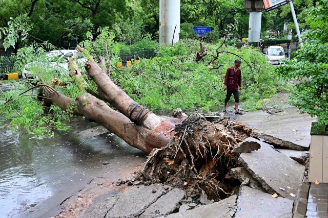A man walks past an uprooted tree following heavy rains in Ahmedabad on July 24, 2026. (Photo by Shammi MEHRA / AFP)