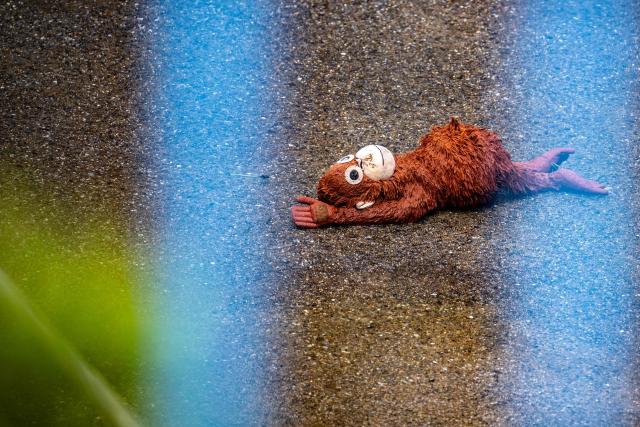 A stuffed orangutan toy, which the Japanese macaque monkey named 'Punch' used to play with, is seen at Ichikawa City Zoo and Botanical Gardens in Ichikawa on July 24, 2026. (Photo by Philip FONG / AFP)