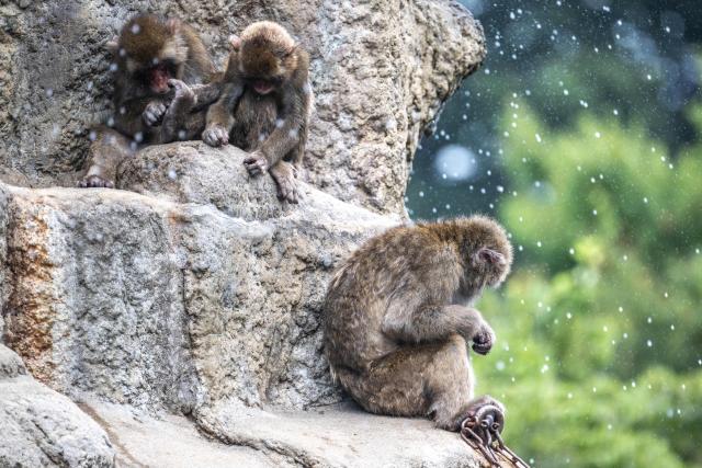 Monkeys play at Ichikawa City Zoo and Botanical Gardens in Ichikawa on July 24, 2026. (Photo by Philip FONG / AFP)