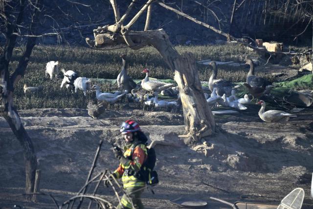 A firefighter walks next to goose and goats after battling a fire that killed one person, in a area of vegetables garden and orchards in a gorge of Manises, eastern Spain, on July 25, 2026. A fire in a ravine near Valencia, in the east of Spain, killed one person, according to the local authority in the affected town of Manises. (Photo by Jose JORDAN / AFP)