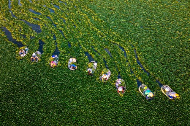 Farmers harvest water chestnuts in a pond in Zhangjiayuan community in Taizhou, eastern China's Jiangsu province, on July 26, 2026. (Photo by CN-STR / AFP) / China OUT