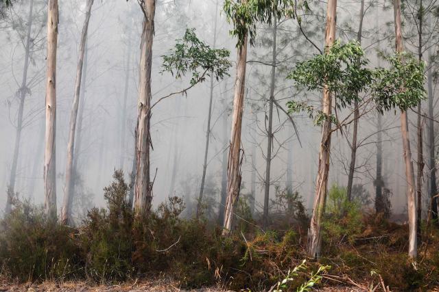 This photograph shows smoke rising next to trees in a forest near Marcheprime, some 30km from Bordeaux, on July 26, 2026 as a wildfire has been ravaging the forest north of the Arcachon Basin (Gironde). The 220,000 people evacuated due to the massive wildfire in France's Gironde region will not be able to return home "until the fire has been brought under control", the local prefect said, also ruling out any normal workday on Monday in the affected towns, ahead of a possible worsening of the situation on Tuesday due to an expected rise in temperatures. (Photo by ROMAIN PERROCHEAU / AFP)