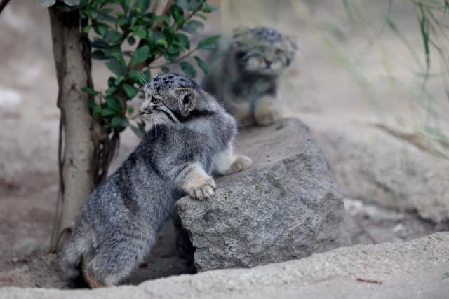 Pallas's cat kittens, a species considered to be the world's oldest living feline, are seen in their enclosure at Kobe Animal Kingdom in Kobe on July 27, 2026. Pallas's cat Azu gave birth to five kittens on May 12. (Photo by PAUL MILLER / AFP)