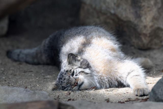 A Pallas's cat kitten, a species considered to be the world's oldest living feline, is seen in its enclosure at Kobe Animal Kingdom in Kobe on July 27, 2026. Pallas's cat Azu gave birth to five kittens on May 12. (Photo by PAUL MILLER / AFP)