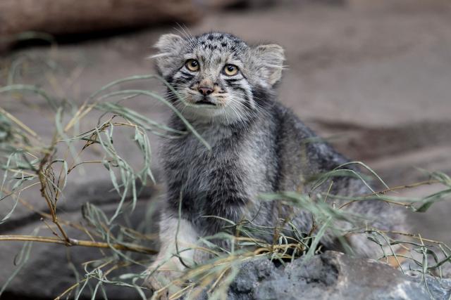 A Pallas's cat kitten, a species considered to be the world's oldest living feline, is seen in its enclosure at Kobe Animal Kingdom in Kobe on July 27, 2026. Pallas's cat Azu gave birth to five kittens on May 12. (Photo by PAUL MILLER / AFP)
