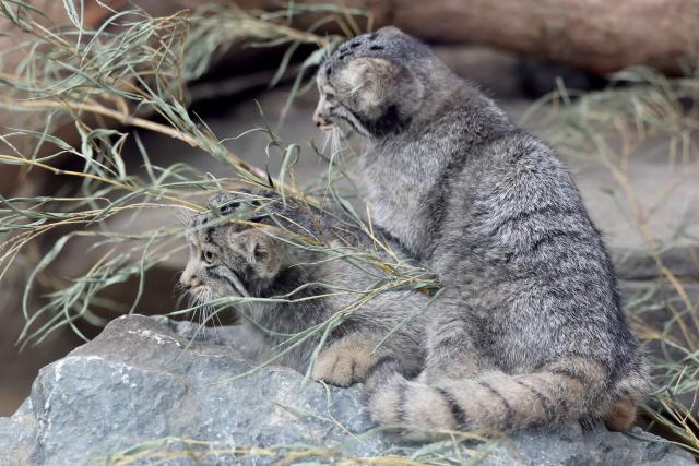 Pallas's cat kittens, a species considered to be the world's oldest living feline, are seen in their enclosure at Kobe Animal Kingdom in Kobe on July 27, 2026. Pallas's cat Azu gave birth to five kittens on May 12. (Photo by PAUL MILLER / AFP)