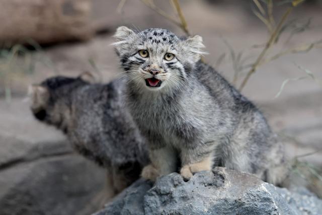 Pallas's cat kittens, a species considered to be the world's oldest living feline, are seen in their enclosure at Kobe Animal Kingdom in Kobe on July 27, 2026. Pallas's cat Azu gave birth to five kittens on May 12. (Photo by PAUL MILLER / AFP)