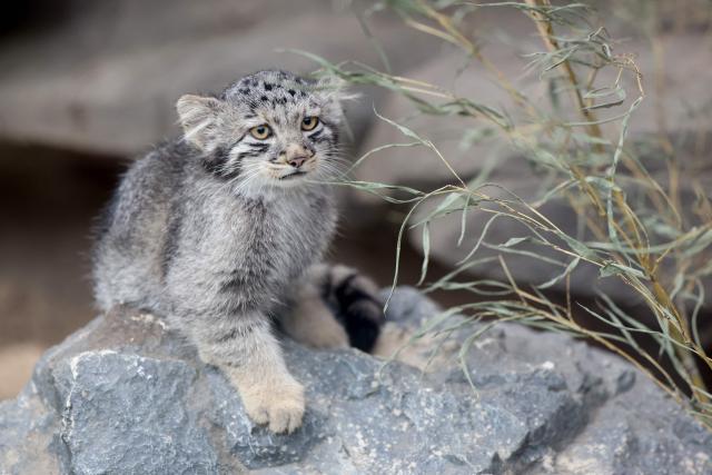 A Pallas's cat kitten, a species considered to be the world's oldest living feline, is seen in its enclosure at Kobe Animal Kingdom in Kobe on July 27, 2026. Pallas's cat Azu gave birth to five kittens on May 12. (Photo by PAUL MILLER / AFP)