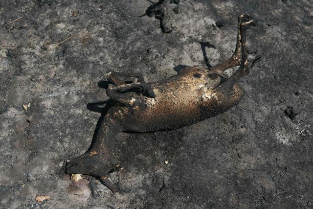 This photograph shows a dead roe deer, in Andernos-les-Bains, some 40 km from Bordeaux, on July 27, 2026, as a wildfire rages through the forest in Gironde, southwestern France. A massive wildfire in France's Gironde department, home to Bordeaux, remained "broadly stable overnight," the local authority said on July 27, 2026. "The situation remained broadly stable overnight, with no major developments. Security and emergency services remain fully mobilised and are continuing their operations on the ground," the local authority said in a statement. (Photo by ALAIN JOCARD / AFP)