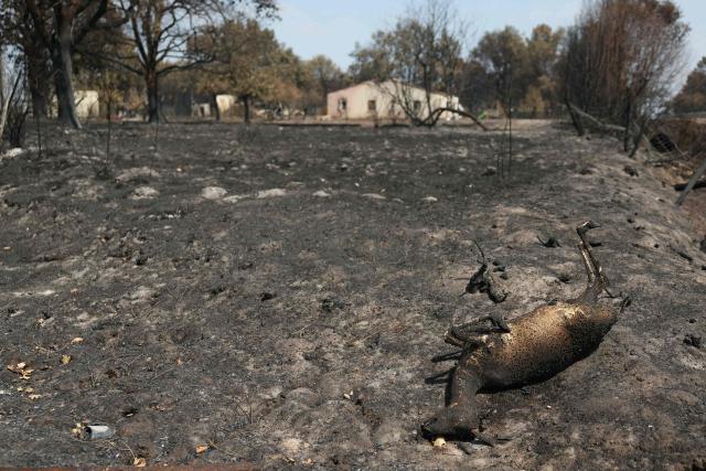 This photograph shows a dead roe deer, in Andernos-les-Bains, some 40 km from Bordeaux, on July 27, 2026, as a wildfire rages through the forest in Gironde, southwestern France. A massive wildfire in France's Gironde department, home to Bordeaux, remained "broadly stable overnight," the local authority said on July 27, 2026. "The situation remained broadly stable overnight, with no major developments. Security and emergency services remain fully mobilised and are continuing their operations on the ground," the local authority said in a statement. (Photo by ALAIN JOCARD / AFP)