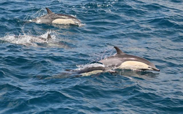 Common dolphins, the most abundant cetacean in the world, surface from Pacific Ocean waters on July 17, 2026 off the coast of Long Beach, California, as seen from an Aquarium of the Pacific Harbor Breeze Cruise bringing visitors on a whale-watching excursion to see how warming waters off the Southern California coast are affecting marine mammals and wildlife. Surface water temperatures along the California coast are now three to four degrees C above normal, according to the US National Oceanic and Atmospheric Administration (NOAA). (Photo by Frederic J. BROWN / AFP)
