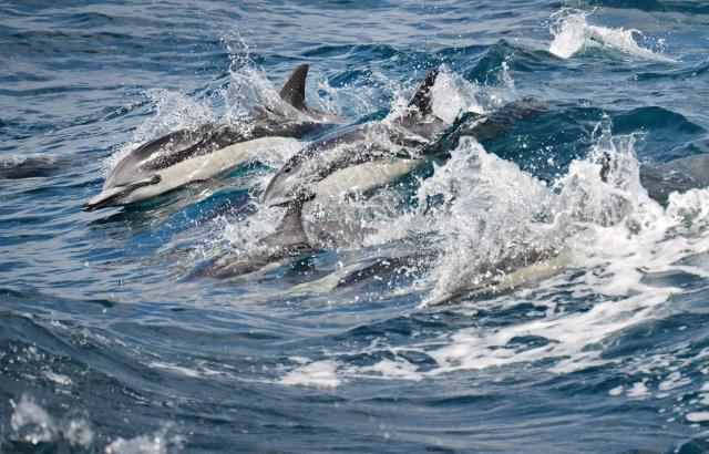 Common dolphins, the most abundant cetacean in the world, surface from Pacific Ocean waters beside a vessel on July 17, 2026 off the coast of Long Beach, California, as seen from an Aquarium of the Pacific Harbor Breeze Cruise bringing visitors on a whale-watching excursion to see how warming waters off the Southern California coast are affecting marine mammals and wildlife. Surface water temperatures along the California coast are now three to four degrees C above normal, according to the US National Oceanic and Atmospheric Administration (NOAA). (Photo by Frederic J. BROWN / AFP)