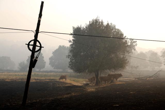 Cows grace on a scorched field following a wildfire in La Adrada, 95 kilometres west of Madrid, on July 28, 2026. Firefighters in Spain made progress after a "positive night" against wildfires raging west of Madrid that have forced the evacuation of tens of thousands of people, Interior Minister Fernando Grande-Marlaska said today. Spain's government declared a national emergency last week over some of the worst wildfires in the country's history raging in fronts across the Madrid region, Avila province, Toledo and eastern Valencia. (Photo by Oscar DEL POZO / AFP)