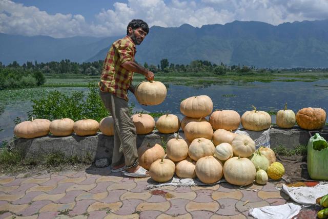 A roadside vendor arranges pumpkins along Nigeen lake in Srinagar on July 28, 2026. (Photo by TAUSEEF MUSTAFA / AFP)