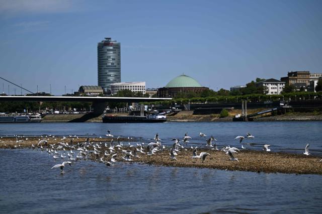 Birds fly at the partially dried-up river bed of the Rhine in Duesseldorf, western Germany, on July 28, 2026, following exceptionally hot weather. (Photo by Ina FASSBENDER / AFP)