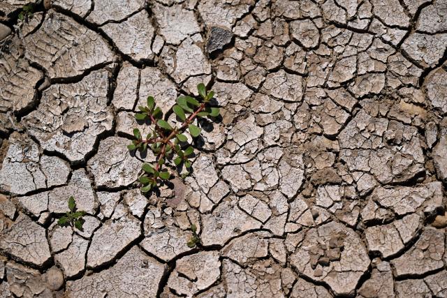 A plant is pictured at the partially dried-up river bed of the Rhine in Duesseldorf, western Germany, on July 28, 2026, following exceptionally hot weather. (Photo by Ina FASSBENDER / AFP)