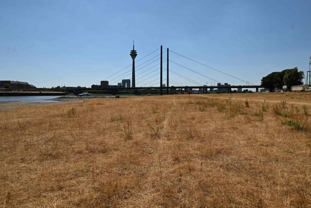 Dried grass is seen at the partially dried-up river bed of the Rhine in Duesseldorf, western Germany, on July 28, 2026, following exceptionally hot weather. (Photo by Ina FASSBENDER / AFP)