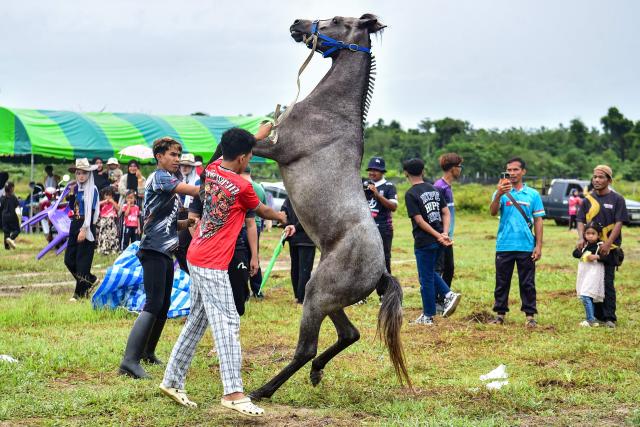 A horse rears up as jockeys prepare to compete before a traditional horse race in Narathiwat town, southern Thailand on July 29, 2026. (Photo by Madaree TOHLALA / AFP)