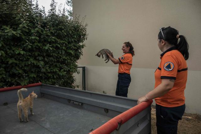 Members of the Lege-Cap-Ferret Reserve Communale Securite Civile pet cats as they check on neighborhood pets in Lege-Cap-Ferret, south-western France on July 30, 2026. (Photo by Ed JONES / AFP)