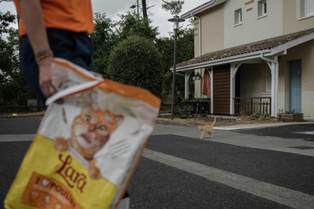 A member of the Lege-Cap-Ferret Reserve Communale Securite Civile holds a bag of cat food as they check on neighborhood pets in Lege-Cap-Ferret, south-western France on July 30, 2026. (Photo by Ed JONES / AFP)