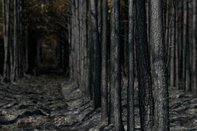 This photograph shows charred burnt trees in Marcheprime, west of Bordeaux on July 30, 2026, as a wildfire has been ravaging the forest north of the Arcachon Basin (Gironde) since July 22. After eight gruelling days battling a massive wildfire that has ravaged 42,000 hectares in Gironde (south-west France), the firefighters can see the light at the end of the tunnel, but the flare-ups observed in recent days are keeping the emergency services on tenterhooks. (Photo by Alain JOCARD / AFP)