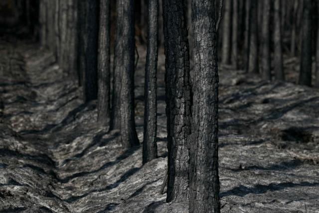 This photograph shows charred burnt trees in Marcheprime, west of Bordeaux on July 30, 2026, as a wildfire has been ravaging the forest north of the Arcachon Basin (Gironde) since July 22. After eight gruelling days battling a massive wildfire that has ravaged 42,000 hectares in Gironde (south-west France), the firefighters can see the light at the end of the tunnel, but the flare-ups observed in recent days are keeping the emergency services on tenterhooks. (Photo by Alain JOCARD / AFP)