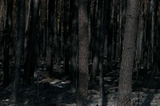 This photograph shows charred burnt trees in Marcheprime, west of Bordeaux on July 30, 2026, as a wildfire has been ravaging the forest north of the Arcachon Basin (Gironde) since July 22. After eight gruelling days battling a massive wildfire that has ravaged 42,000 hectares in Gironde (south-west France), the firefighters can see the light at the end of the tunnel, but the flare-ups observed in recent days are keeping the emergency services on tenterhooks. (Photo by Alain JOCARD / AFP)