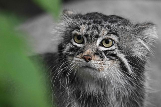 This photograph shows a Pallas’s cat named Timofey at the Moscow Zoo in Moscow, on July 30, 2026. (Photo by Igor IVANKO / AFP)