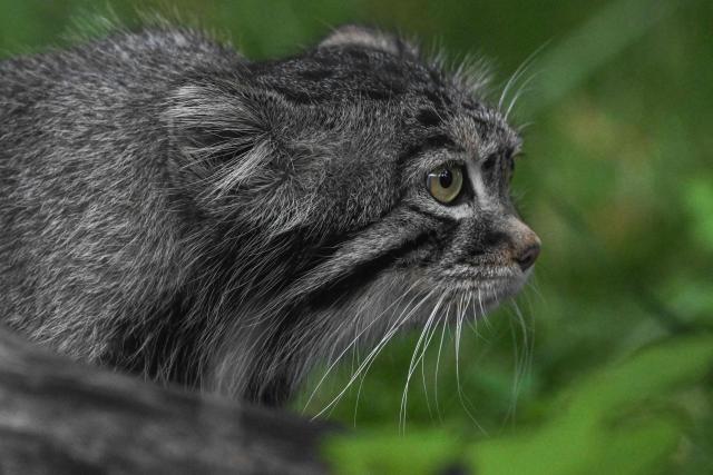 This photograph shows a Pallas’s cat named Timofey at the Moscow Zoo in Moscow, on July 30, 2026. (Photo by Igor IVANKO / AFP)