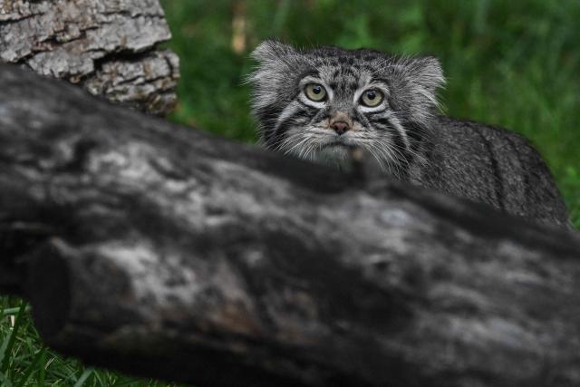 This photograph shows a Pallas’s cat named Timofey at the Moscow Zoo in Moscow, on July 30, 2026. (Photo by Igor IVANKO / AFP)