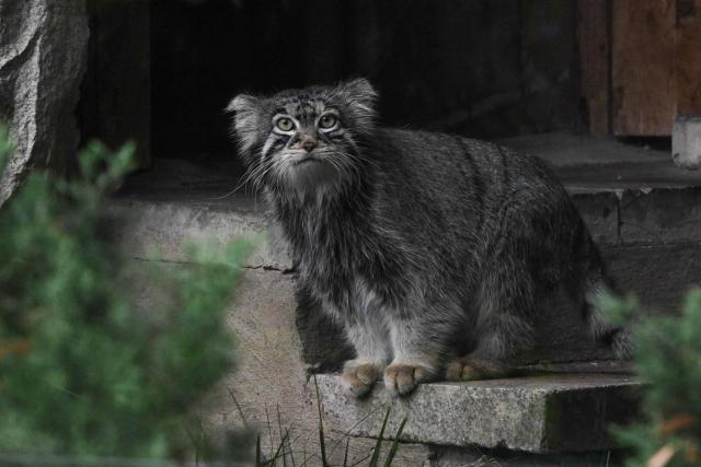 This photograph shows a Pallas’s cat named Timofey at the Moscow Zoo in Moscow, on July 30, 2026. (Photo by Igor IVANKO / AFP)