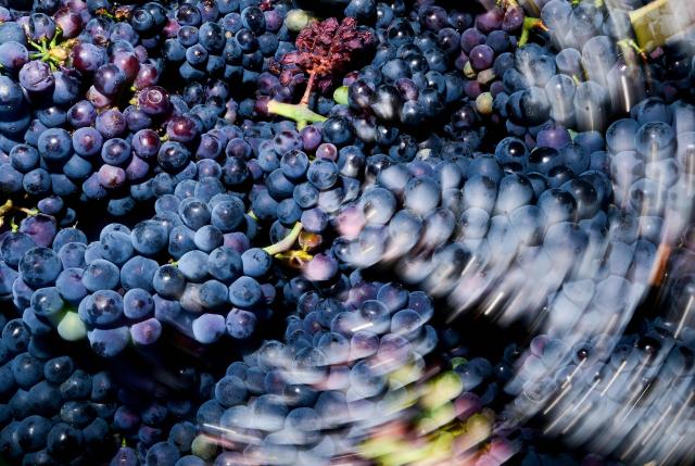 A picture shows grapes of Pinot Noir during the harvest in the vineyards The Defilippi - i Gessi winery in the small village of Oliva Gessi, located on the green hills of Oltrepò Pavese, between Casteggio and Montalto Pavese, northern Italy, on July 30, 2026. This year's grape harvest began earlier than expected due to the extreme heat. (Photo by Stefano RELLANDINI / AFP)