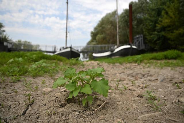 A tony tree grows on dry land in front of three former vessels, including a sailing ship and an eel-fishing boat, connected by a bridge serve today as a café for day-trippers at the old confluence of the River Wupper and the River Rhine near Leverkusen, western Germany on July 30, 2026, following exceptionally hot weather. The ship bridge at the confluence of the Wupper and the Rhine is a historic ship bridge consisting of three ships named "Unity, justice and freedom" (Einigkeit, Recht and Freiheit), which are connected by a gangway. (Photo by Ina FASSBENDER / AFP)