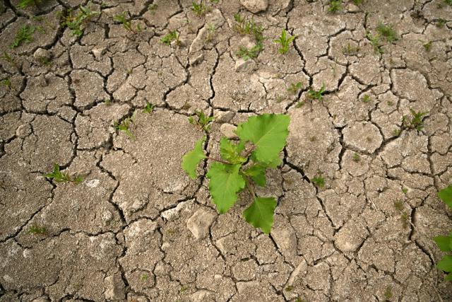 A photo shows a plant growing on the partly dried-up banks of the Rhine river near Leverkusen, western Germany on July 30, 2026, following exceptionally hot weather. (Photo by Ina FASSBENDER / AFP)