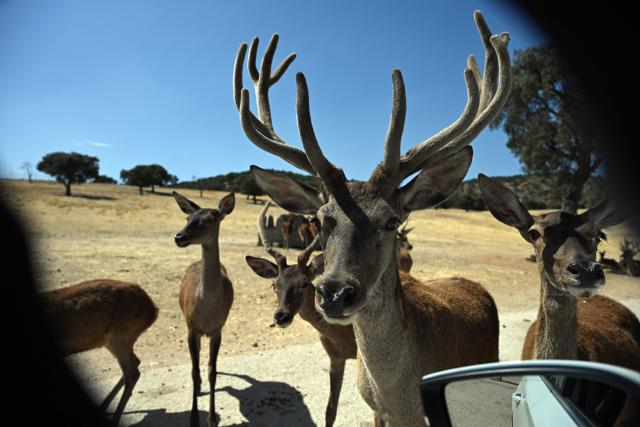 A group of deer aprroaches a car window at the Safari Madrid wildlife park in Aldea del Fresno, west of Madrid, on July 30, 2026. A small number of visitors were once again driving through the park, which reopened yesterday morning after six days of closure during the wildfires in the region. Ostriches and dromedaries hurried towards each passing vehicle in the hope of food, while lions napped in the shade of a tree and alligators basked in the sun. Like the tigers, elephants and rhinoceroses, they had remained calm during the wildfire despite the smoke, sirens and constant movement of fire engines and police vehicles. (Photo by JAVIER SORIANO / AFP)