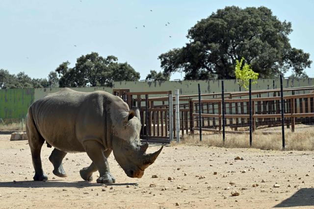 A white rhinoceros walks at the Safari Madrid wildlife park in Aldea del Fresno, west of Madrid, on July 30, 2026. A small number of visitors were once again driving through the park, which reopened yesterday morning after six days of closure during the wildfires in the region. Ostriches and dromedaries hurried towards each passing vehicle in the hope of food, while lions napped in the shade of a tree and alligators basked in the sun. Like the tigers, elephants and rhinoceroses, they had remained calm during the wildfire despite the smoke, sirens and constant movement of fire engines and police vehicles. (Photo by JAVIER SORIANO / AFP)