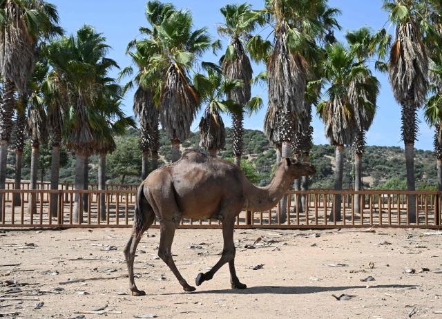 A dromedary is pictured at the Safari Madrid wildlife park in Aldea del Fresno, west of Madrid, on July 30, 2026. A small number of visitors were once again driving through the park, which reopened yesterday morning after six days of closure during the wildfires in the region. Ostriches and dromedaries hurried towards each passing vehicle in the hope of food, while lions napped in the shade of a tree and alligators basked in the sun. Like the tigers, elephants and rhinoceroses, they had remained calm during the wildfire despite the smoke, sirens and constant movement of fire engines and police vehicles. (Photo by JAVIER SORIANO / AFP)