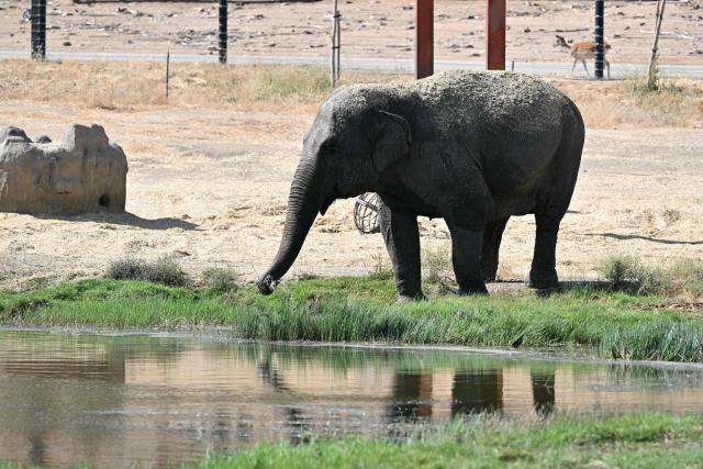 An asian elephant drinks from a pond at the Safari Madrid wildlife park in Aldea del Fresno, west of Madrid, on July 30, 2026. A small number of visitors were once again driving through the park, which reopened yesterday morning after six days of closure during the wildfires in the region. Ostriches and dromedaries hurried towards each passing vehicle in the hope of food, while lions napped in the shade of a tree and alligators basked in the sun. Like the tigers, elephants and rhinoceroses, they had remained calm during the wildfire despite the smoke, sirens and constant movement of fire engines and police vehicles. (Photo by JAVIER SORIANO / AFP)