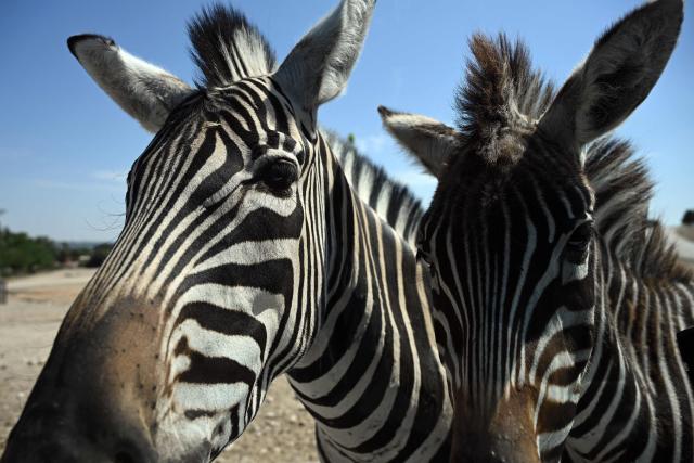 Two zebras aprroache a car window at the Safari Madrid wildlife park in Aldea del Fresno, west of Madrid, on July 30, 2026. A small number of visitors were once again driving through the park, which reopened yesterday morning after six days of closure during the wildfires in the region. Ostriches and dromedaries hurried towards each passing vehicle in the hope of food, while lions napped in the shade of a tree and alligators basked in the sun. Like the tigers, elephants and rhinoceroses, they had remained calm during the wildfire despite the smoke, sirens and constant movement of fire engines and police vehicles. (Photo by JAVIER SORIANO / AFP)