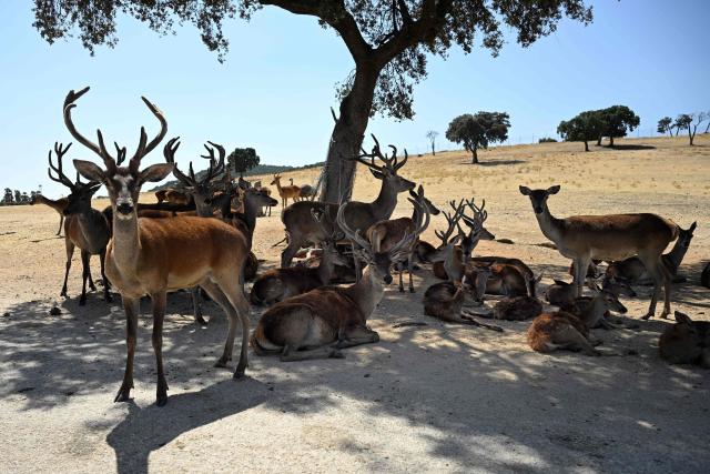 A herd of deer rests in the shade of a tree at the Safari Madrid wildlife park in Aldea del Fresno, west of Madrid, on July 30, 2026. A small number of visitors were once again driving through the park, which reopened yesterday morning after six days of closure during the wildfires in the region. Ostriches and dromedaries hurried towards each passing vehicle in the hope of food, while lions napped in the shade of a tree and alligators basked in the sun. Like the tigers, elephants and rhinoceroses, they had remained calm during the wildfire despite the smoke, sirens and constant movement of fire engines and police vehicles. (Photo by JAVIER SORIANO / AFP)