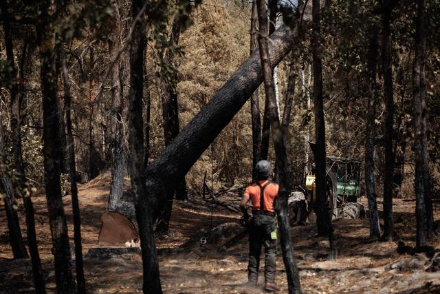A logger watches a burned tree fall following a fire in the Fontainebleau Forest, in Noisy-sur-Йcole, Оle-de-France, on July 30, 2026. Against an autumnal backdrop, where the greyish hues of ash mingle with the orange tones of burnt leaves, the sound of chainsaws echoes: on the scorched patches of the Fontainebleau Forest, which was ravaged by a fire in mid-July, priority is being given to ‘securing’ the area and felling trees that are destined to fall. (Photo by Simon WOHLFAHRT / AFP)